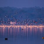 Lake Bogoria Hot Springs Flamingos Guide