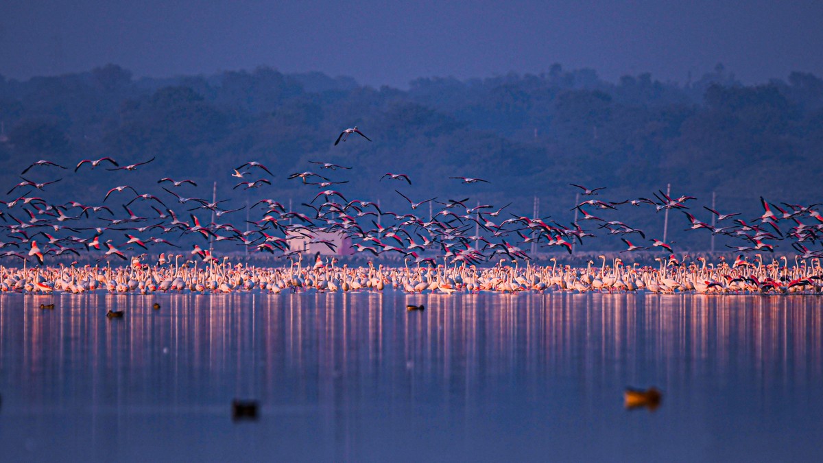 Lake Bogoria Hot Springs Flamingos Guide