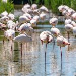 Lake Bogoria vs Lake Nakuru Flamingos: Where They Are Now