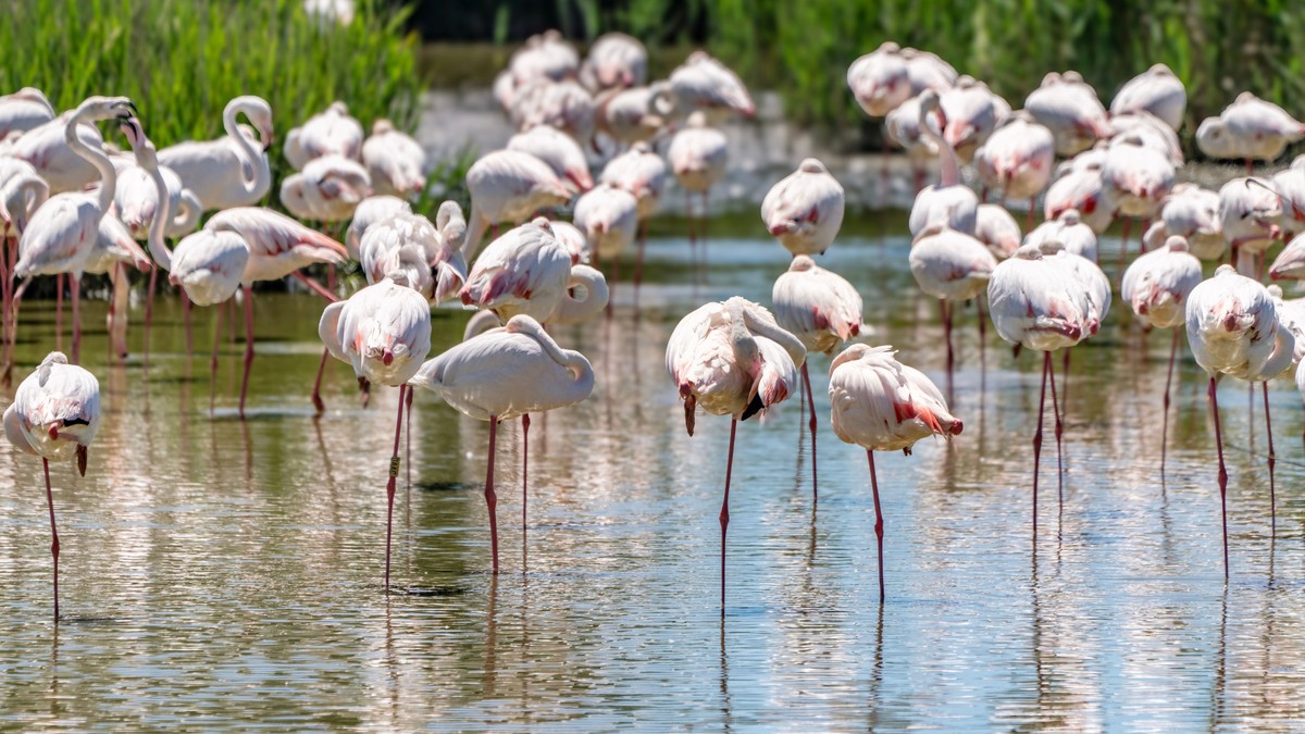 Lake Bogoria vs Lake Nakuru Flamingos: Where They Are Now