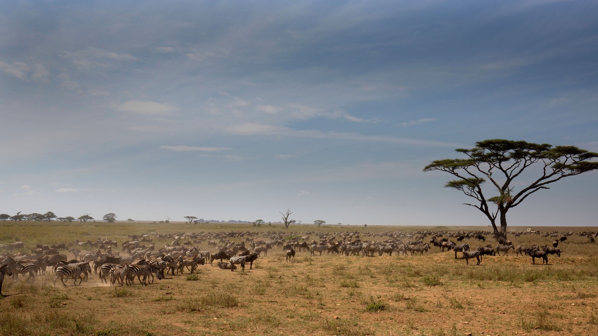 Lake Bogoria vs Lake Nakuru Flamingos: Where They Are Now - photo 2
