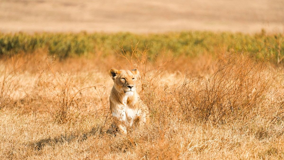 Lake Elmenteita Soysambu Conservancy Safari Guide - photo 1