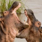 Lake Naivasha Hippo Boat Ride & Hell's Gate Guide
