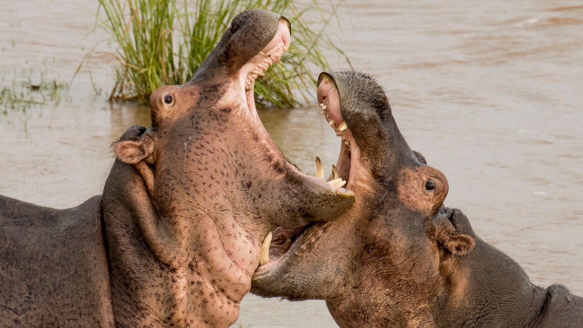 Lake Naivasha Hippo Boat Ride & Hell's Gate Guide
