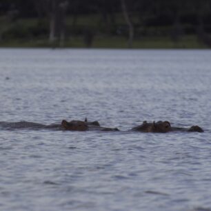 Lake Naivasha National Park