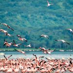 Lake Nakuru Day Trip from Nairobi: Worth It?