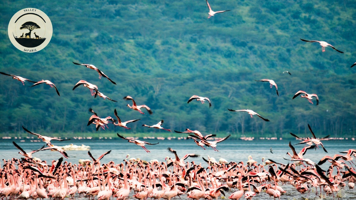 Lake Nakuru Day Trip from Nairobi: Worth It?