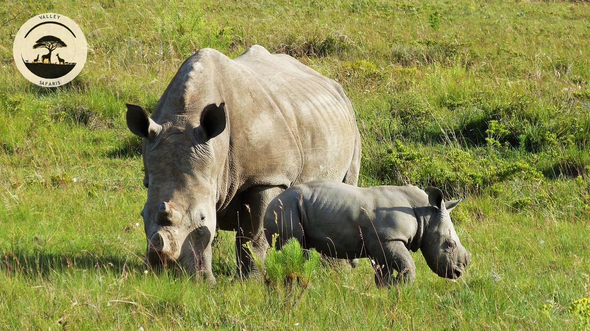 Lake Nakuru Day Trip from Nairobi: Worth It? - photo 1