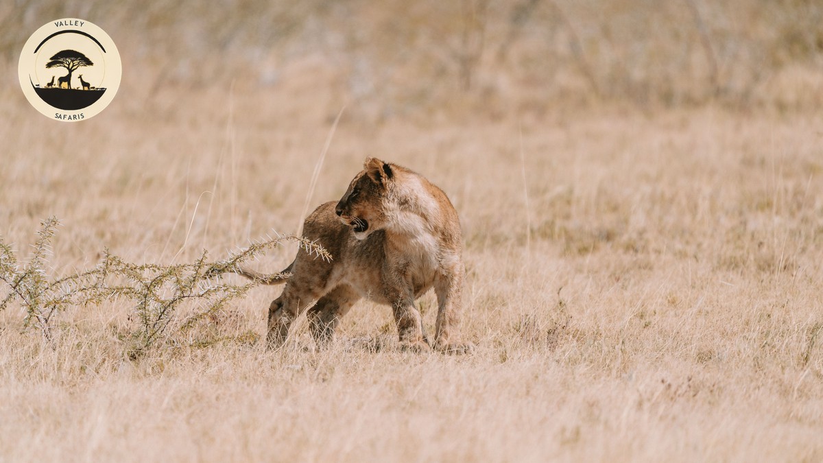 Land Cruiser vs Safari Van Kenya: Which Wins?