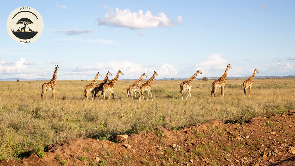 Land Cruiser vs Safari Van Kenya: Which Wins? - photo 2