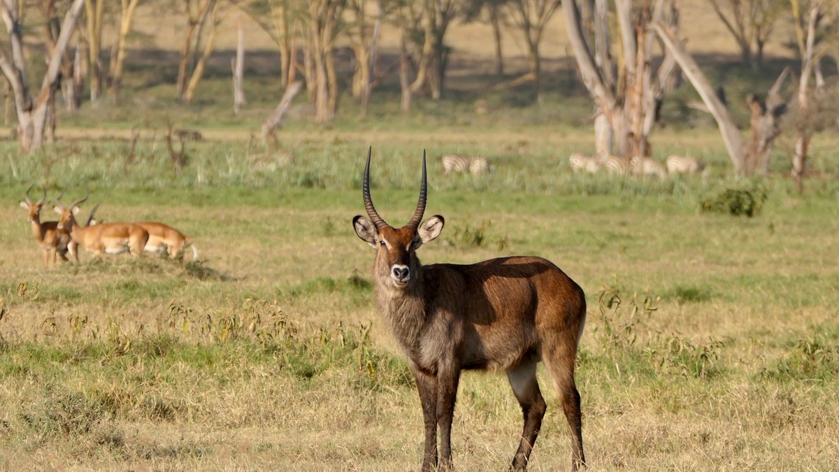 Large Group Safari Kenya: Reunion Planning Guide