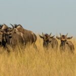 Last Minute Kenya Safari Booking: Is It Risky?