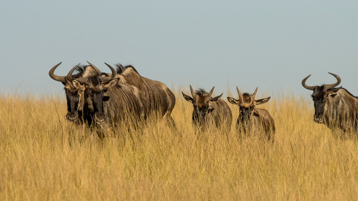 Last Minute Kenya Safari Booking: Is It Risky?