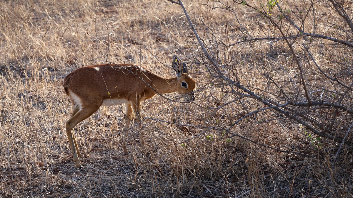 Last Minute Kenya Safari Booking: Is It Risky? - photo 1