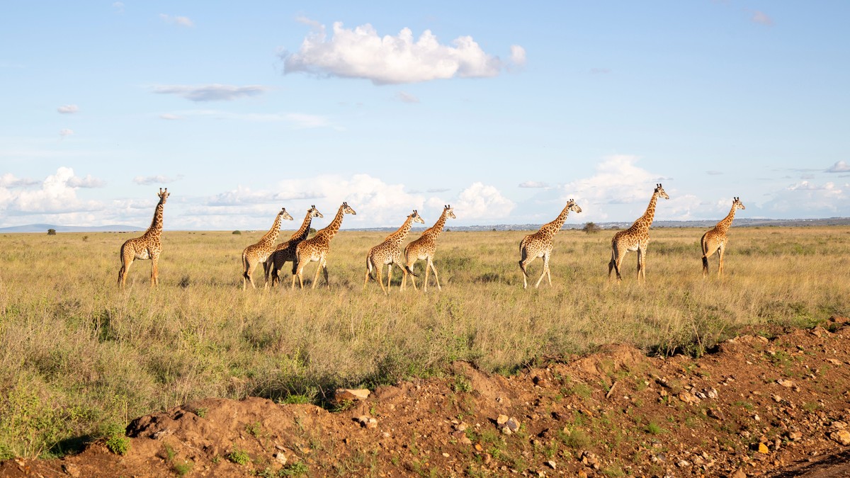 Last Minute Kenya Safari Booking: Is It Risky? - photo 2