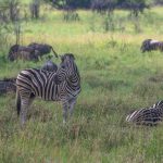 Last-Minute Safari Deals Kenya: Can You Still Book?