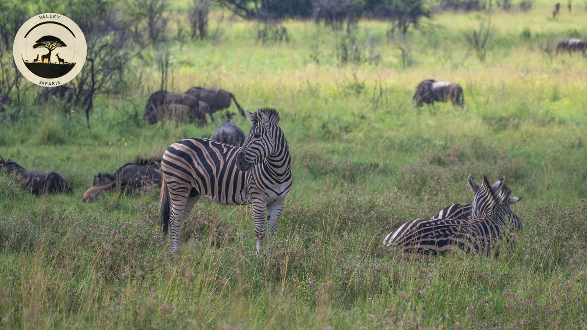 Last-Minute Safari Deals Kenya: Can You Still Book?