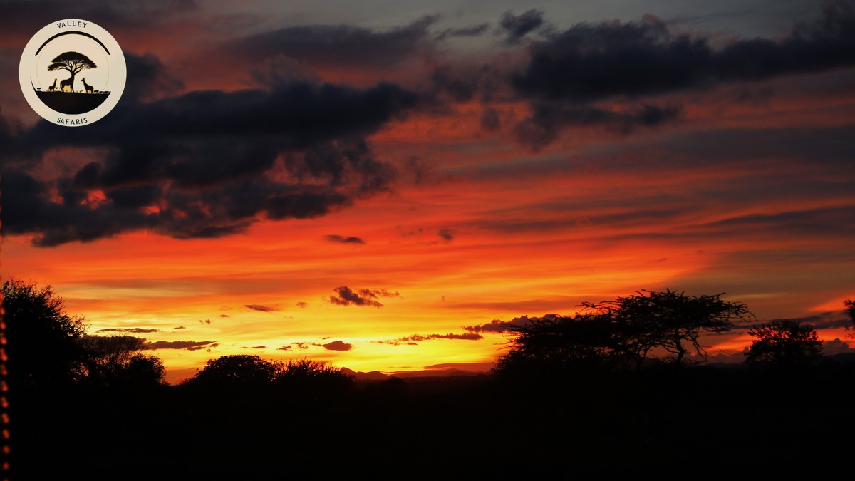 Last-Minute Safari Deals Kenya: Can You Still Book? - photo 1