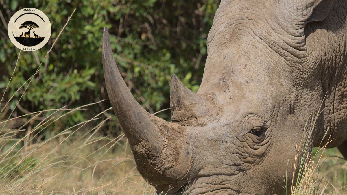 Last-Minute Safari Deals Kenya: Can You Still Book? - photo 2