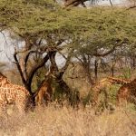 Lewa Wildlife Conservancy Guide: Rhino Safari in Kenya