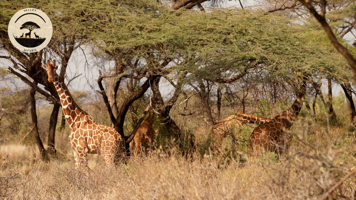 Lewa Wildlife Conservancy Guide: Rhino Safari in Kenya