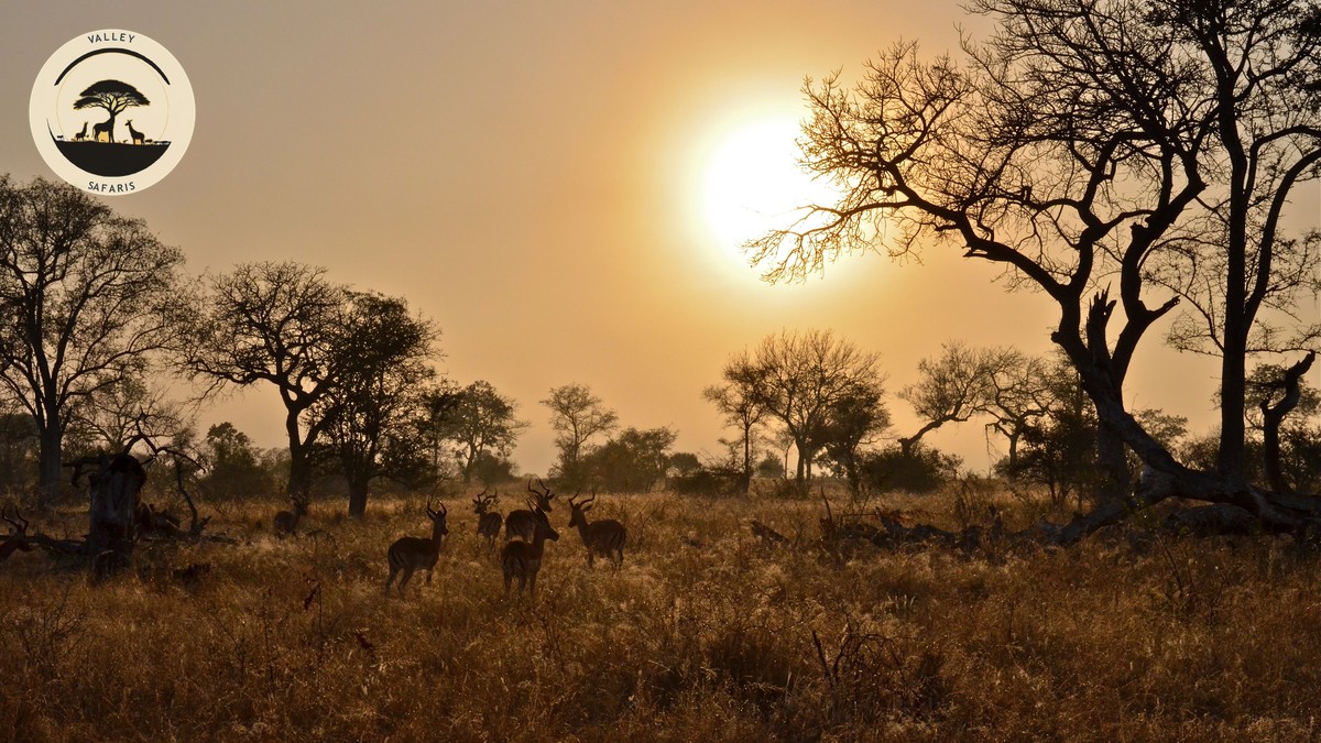 Lewa Wildlife Conservancy Guide: Rhino Safari in Kenya - photo 1