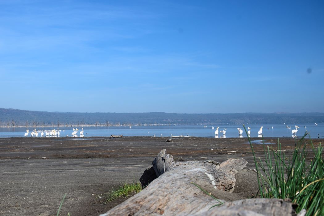 Lake Nakuru National Park Lake Nakuru National Park is famed for its dense populations of flamingos that once turned the lake's shoreline pink, and today remains one of Kenya's premier destinations for both black and white rhino sightings, making it a top choice for travelers seeking a complete Big Five experience. While flamingo numbers fluctuate with water levels, the alkaline lake continues to attract large numbers of pelicans and other waterbirds, alongside a thriving population of rhinos protected within the park's fenced boundaries — among the best places in Kenya to reliably see both rhino species. The park's surrounding woodlands and grasslands are also home to lion, leopard, buffalo, giraffe, and waterbuck, offering excellent game drives in a relatively compact and easily navigable area. Lake Nakuru National Park is often included as part of a broader Rift Valley safari circuit alongside Lake Naivasha and Hell's Gate, making it ideal for travelers with limited time who still want a rich wildlife experience close to Nairobi. Ready to experience Lake Nakuru National Park for yourself? book your safari with Valley Safaris today. 