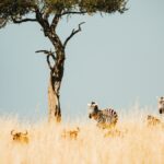 Loita Plains Zebra Migration Kenya: 2026 Guide