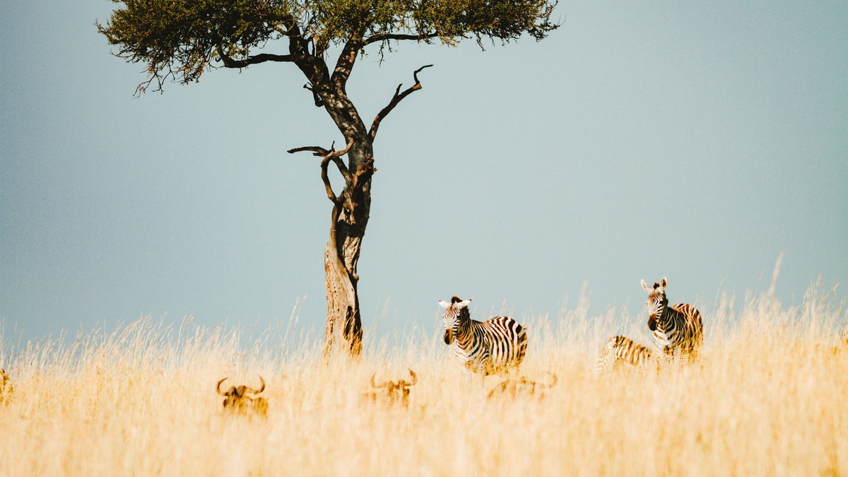 Loita Plains Zebra Migration Kenya: 2026 Guide