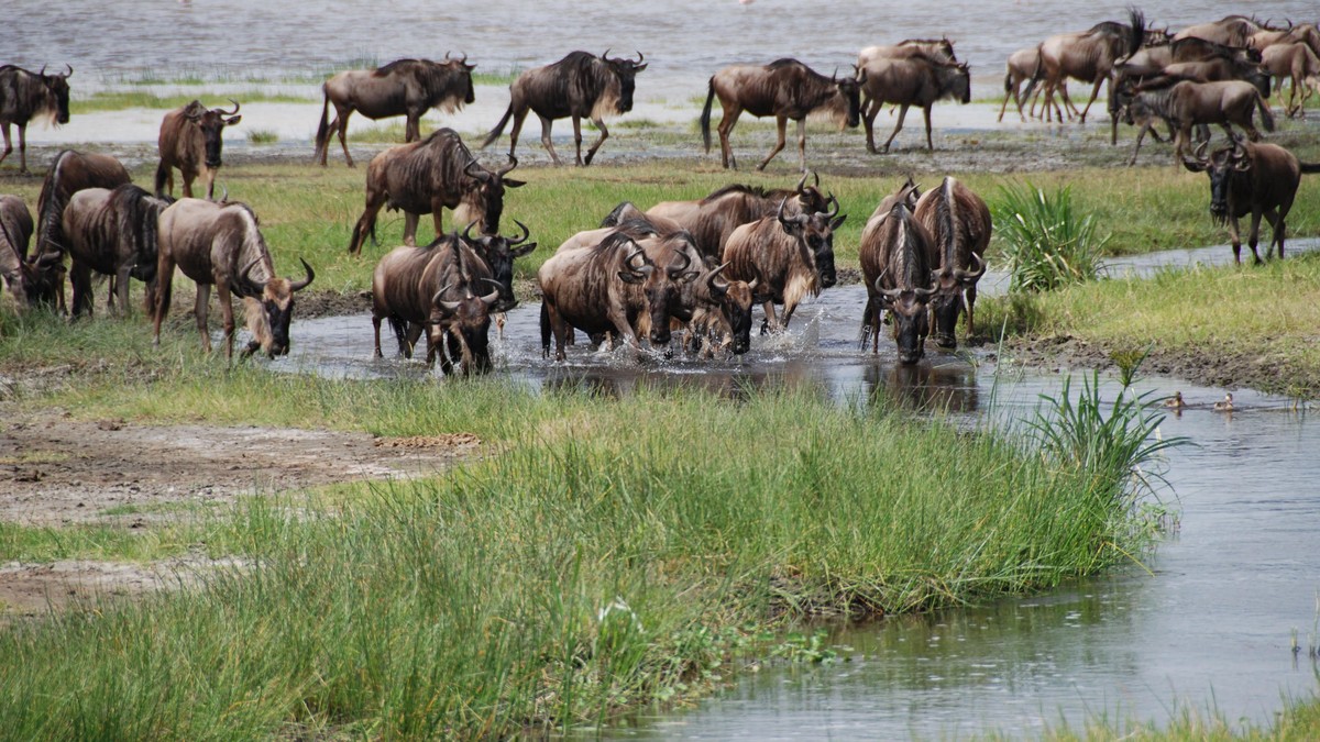 Loita Plains Zebra Migration Kenya: 2026 Guide - photo 1