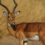 Kenya Low Season Safari Discounts: What You Save