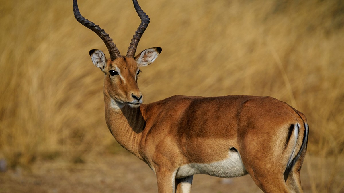 Kenya Low Season Safari Discounts: What You Save