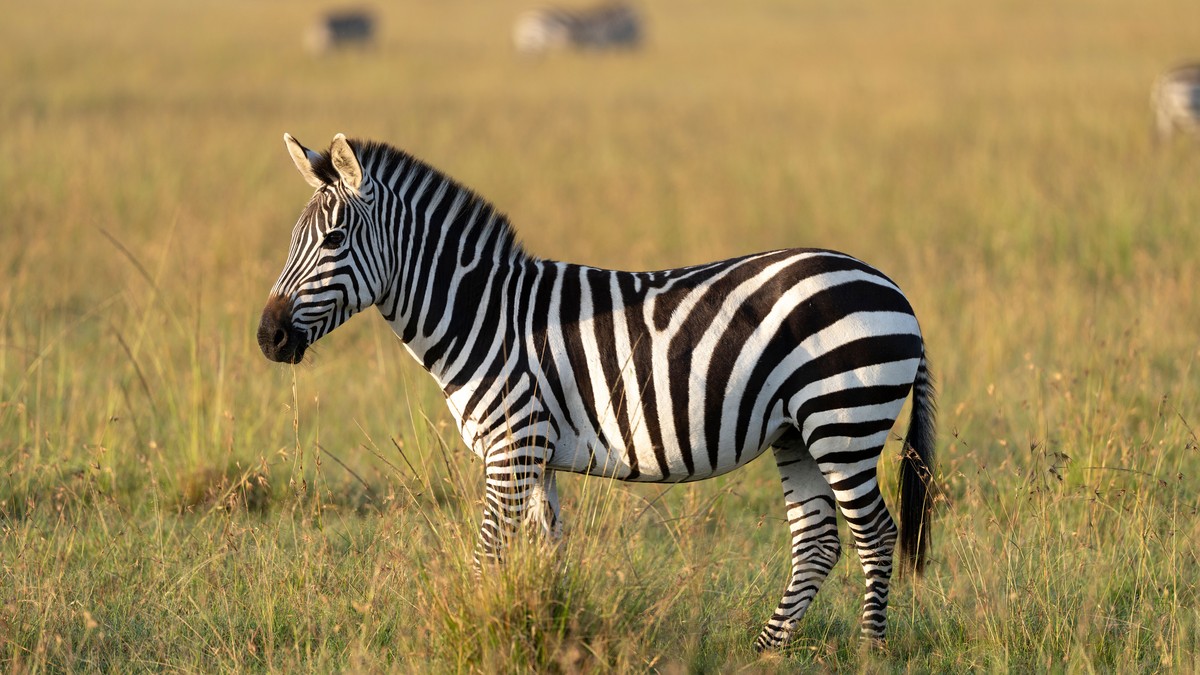Kenya Low Season Safari Discounts: What You Save - photo 2