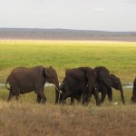Malaria-Free National Parks in Kenya: Family Safari Guide