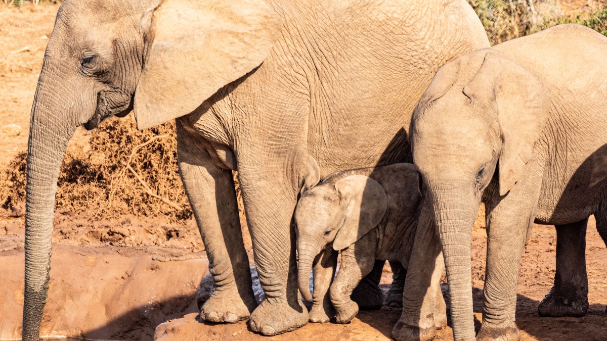 Malaria-Free National Parks in Kenya: Family Safari Guide - photo 2