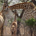 Malaria-Free Safari Parks in Kenya: A Family Guide