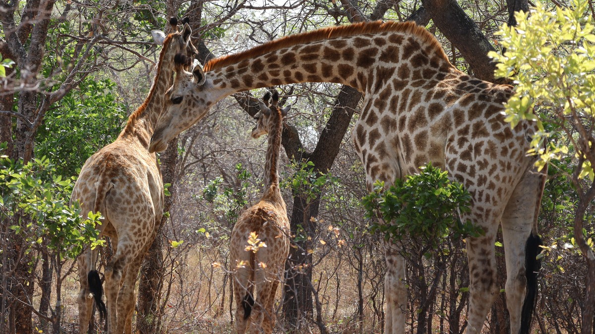 Malaria-Free Safari Parks in Kenya: A Family Guide