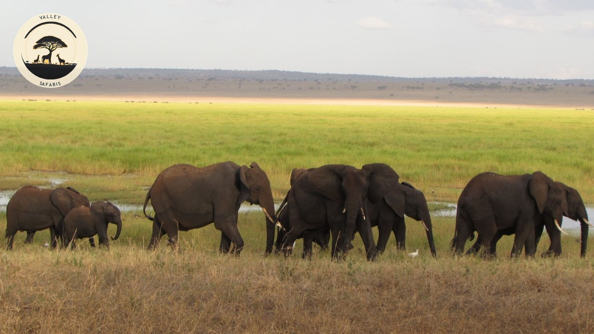 Malaria Risk by Kenya Region: A Family Safari Guide