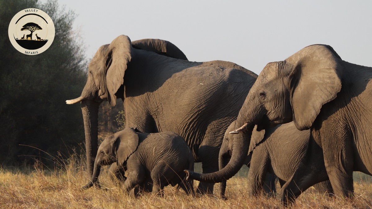 Malaria Risk by Kenya Region: A Family Safari Guide - photo 2