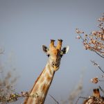 Kenya's Malaria Risk Map for Safari Travelers 2026