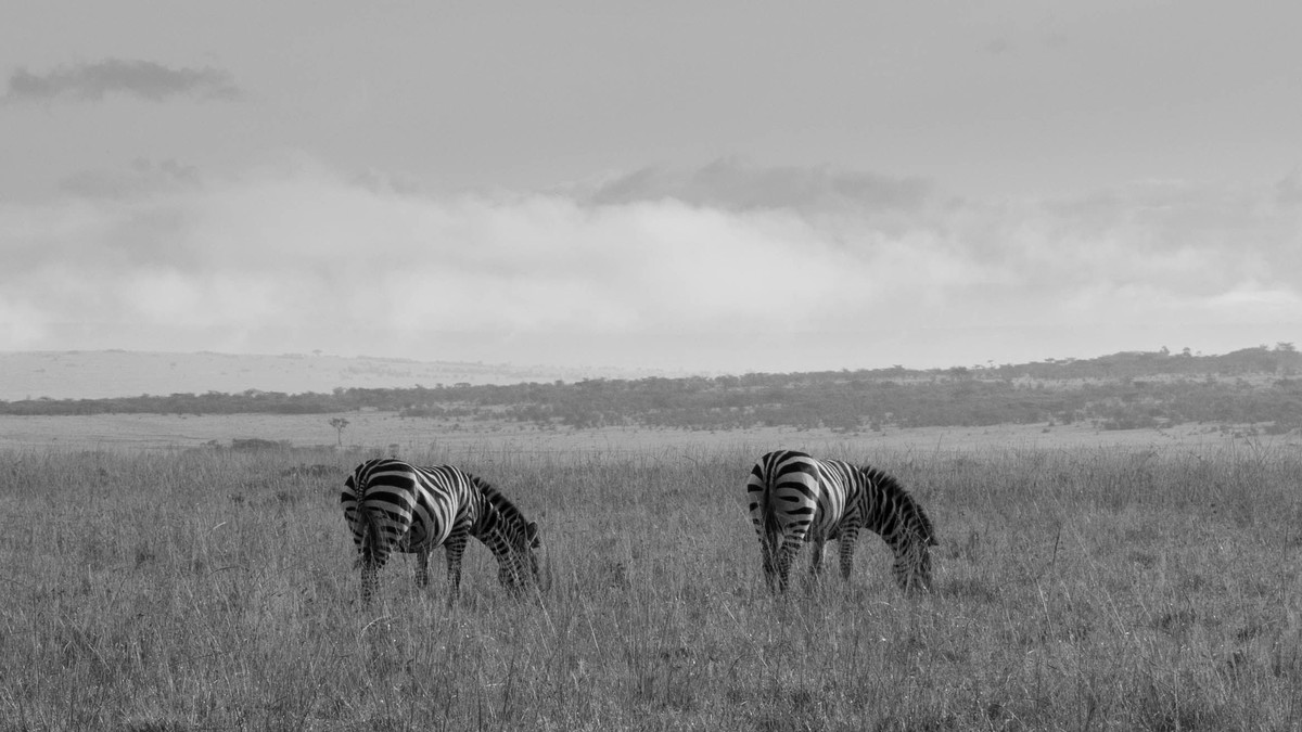 Kenya's Malaria Risk Map for Safari Travelers 2026 - photo 2