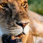Masai Mara Conservation Fee Increase 2026 Explained