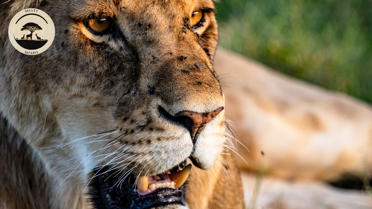 Masai Mara Conservation Fee Increase 2026 Explained