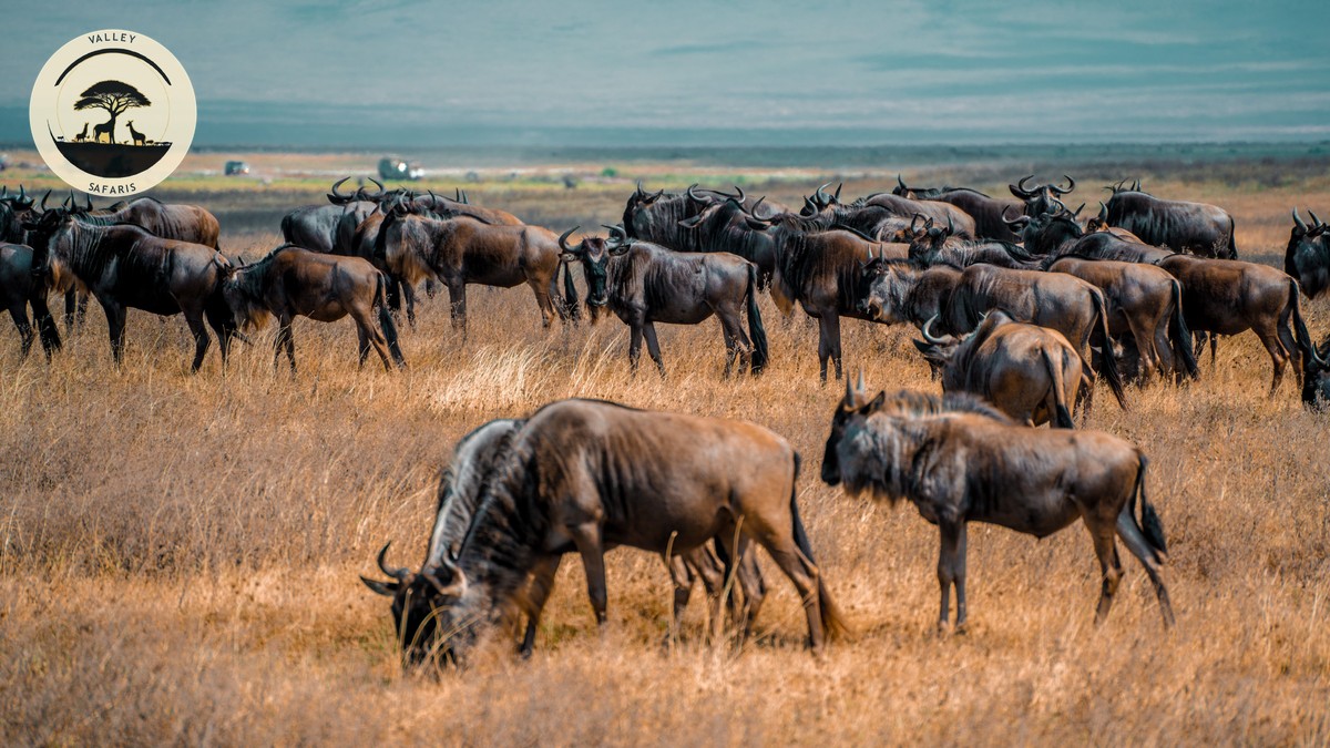 Masai Mara Conservation Fee Increase 2026 Explained - photo 1