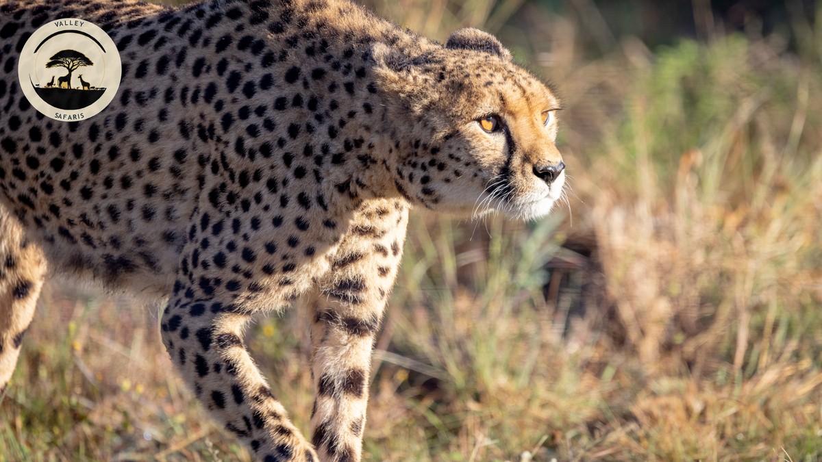 Masai Mara Conservation Fee Increase 2026 Explained - photo 2