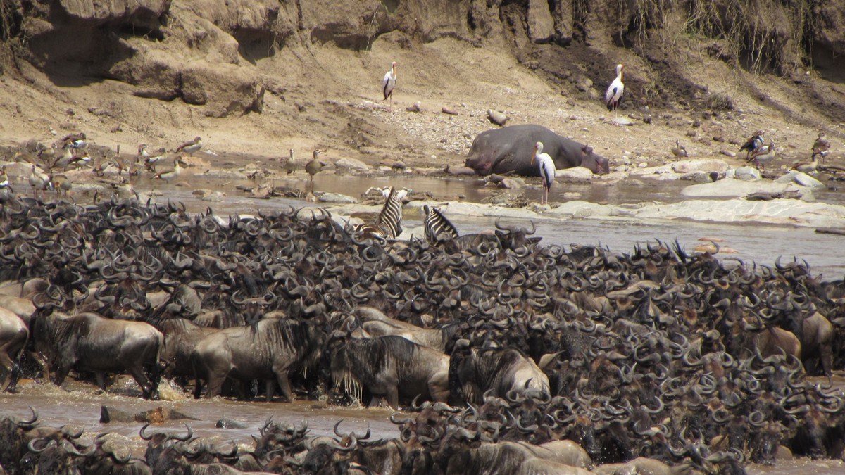 Masai Mara Day Trip Cost: Is It Worth It in 2026? - photo 1