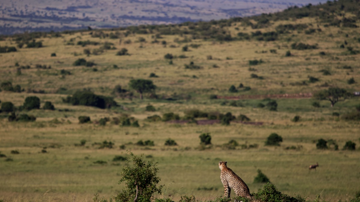 Masai Mara Entrance Fees 2026: What You'll Pay
