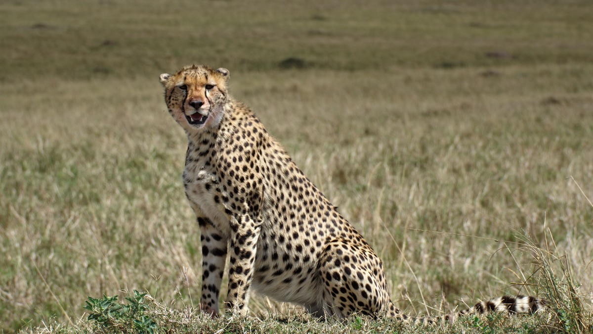 Masai Mara Entrance Fees 2026: What You'll Pay - photo 2