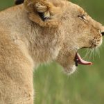 The Truth About Masai Mara Vehicle Crowding Sightings