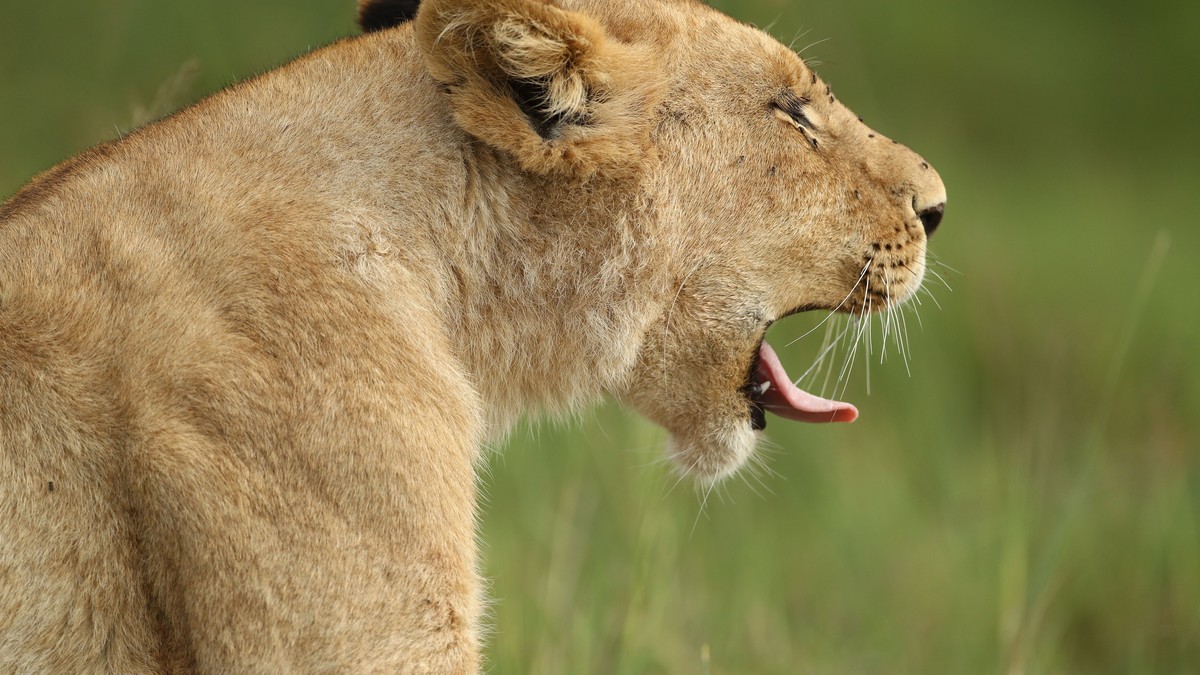 The Truth About Masai Mara Vehicle Crowding Sightings